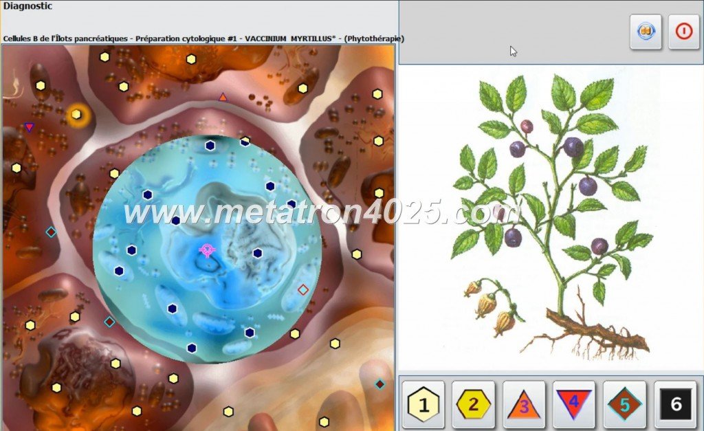 Metaptahia GR Hunter 4025 NLS
